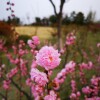IMG_20210410_060700