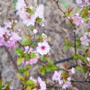 IMG_20210410_055054