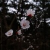 IMG_20210402_061447