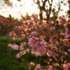IMG_20210407_063043