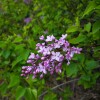 IMG_20210410_062834