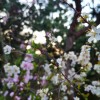 IMG_20210408_061528