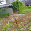 IMG_20210410_060153