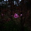 IMG_20210402_055627