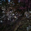 IMG_20210408_061152