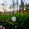 IMG_20210419_060838