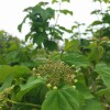 IMG_20210422_054452