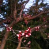 IMG_20210323_061134