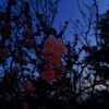 IMG_20210325_055917