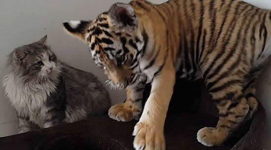 猫为什么不怕老虎，老虎打得过猫吗？趣解猫和老虎的关系！