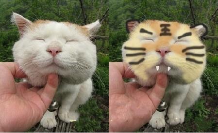 猫为什么不怕老虎，老虎打得过猫吗？趣解猫和老虎的关系！
