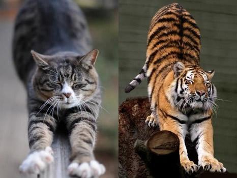 猫为什么不怕老虎，老虎打得过猫吗？趣解猫和老虎的关系！