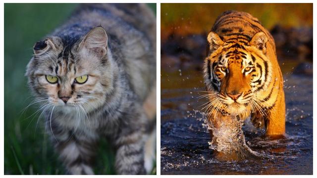 猫为什么不怕老虎，老虎打得过猫吗？趣解猫和老虎的关系！