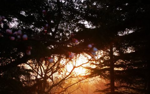晨练随拍.三月环翠楼.2021