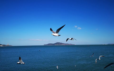 疫情解封到幸福门放风拍海鸥